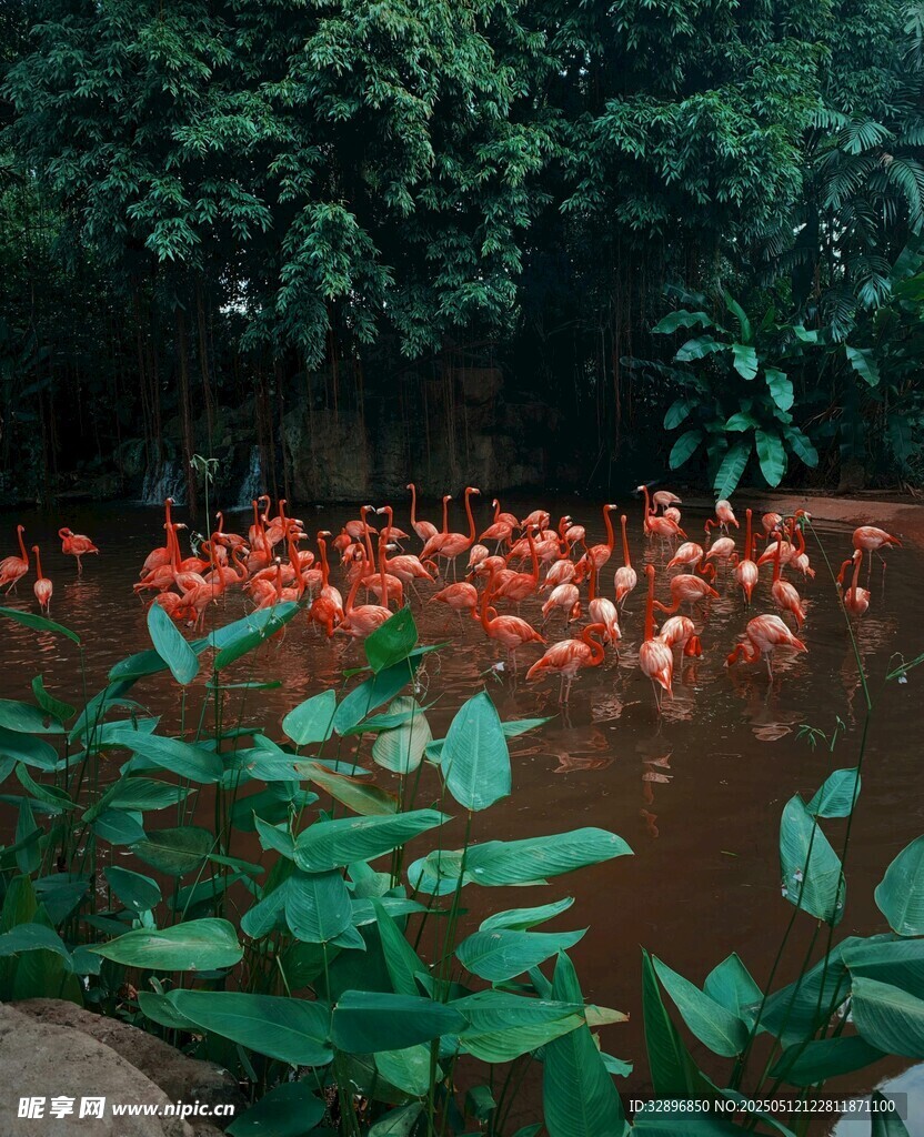 水中火烈鸟与绿植景观