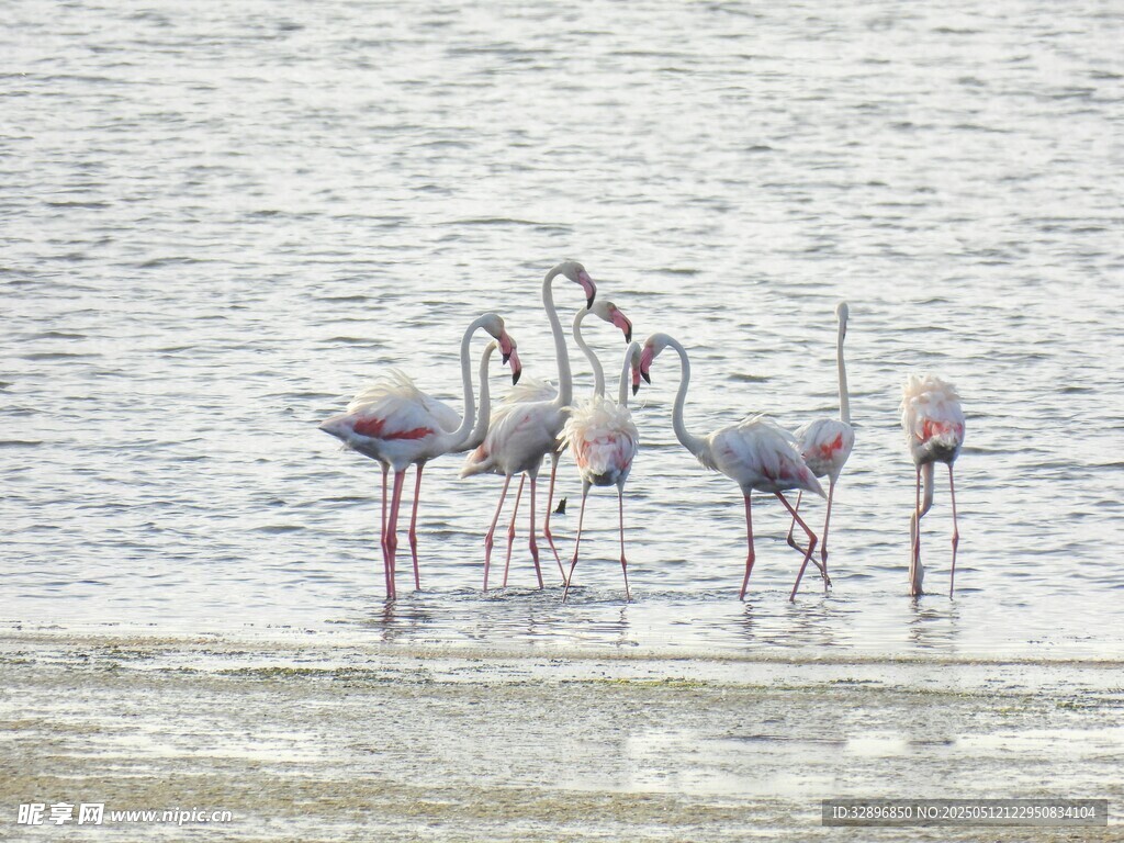 浅滩上的火烈鸟群