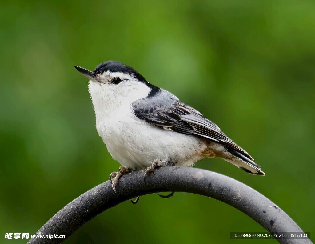 枝头白胸鳾鸟