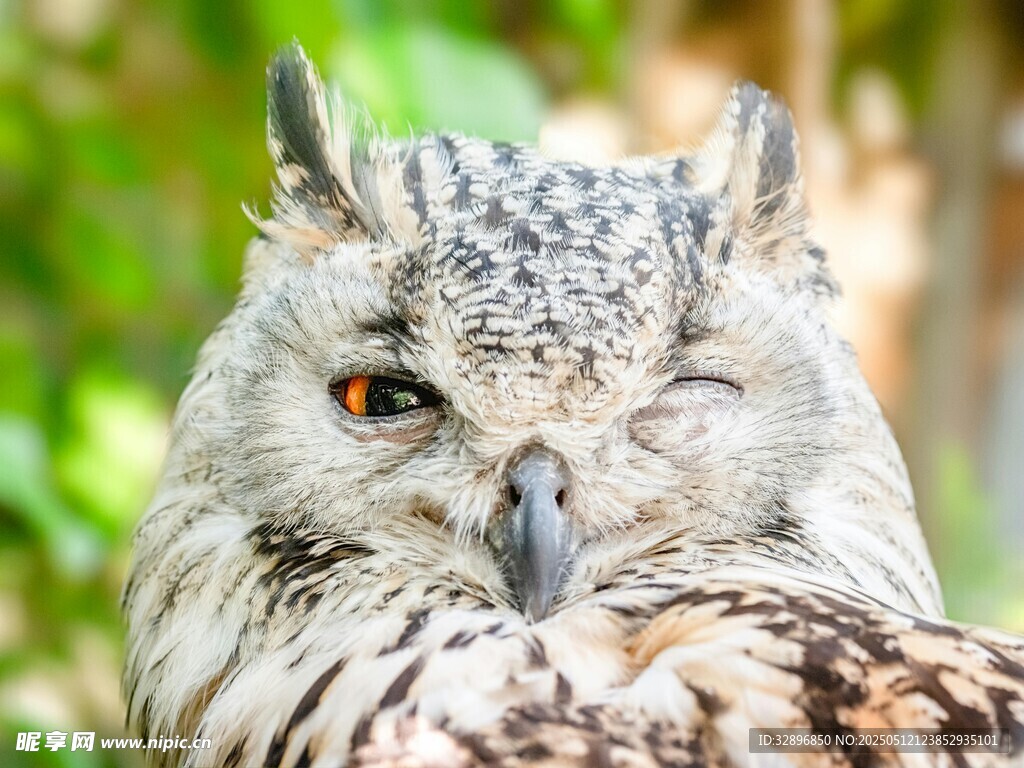 独眼猫头鹰特写