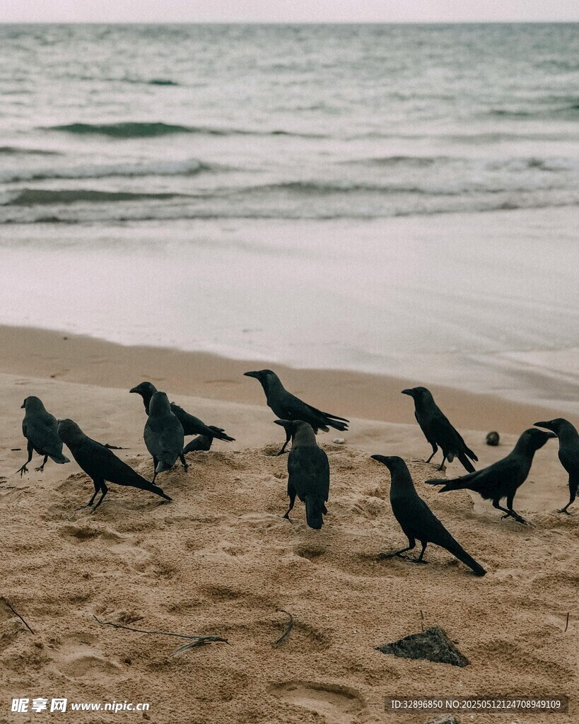海滩上的群鸟