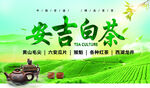 安吉白茶宣传图