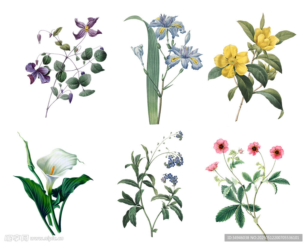 多彩花卉插画集合