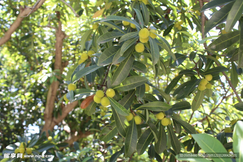 杨梅树