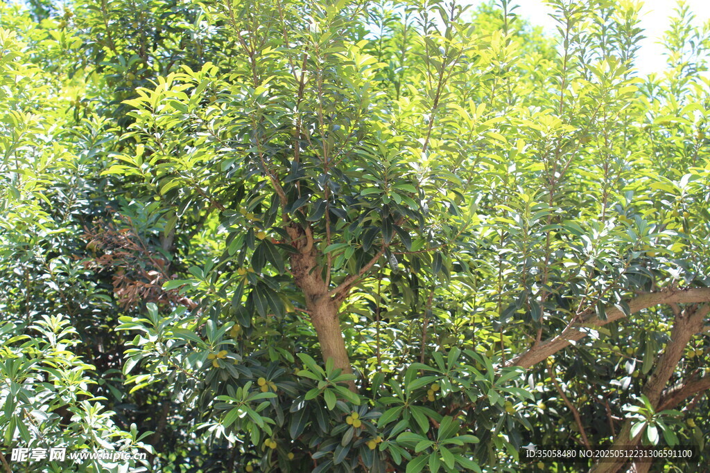 杨梅树