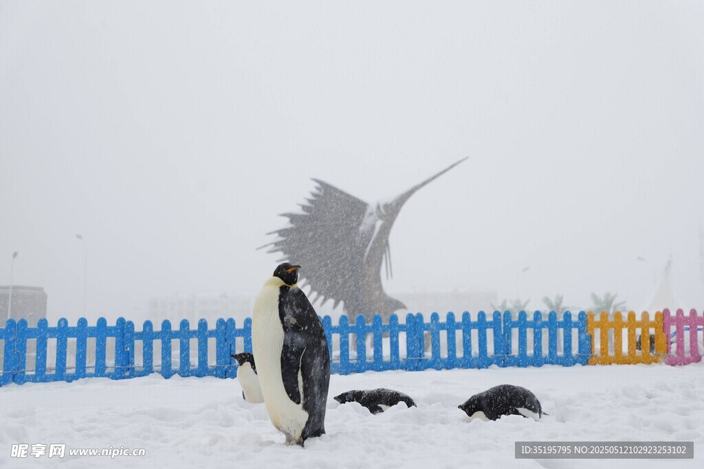 雪地中人与企鹅海鸥同框