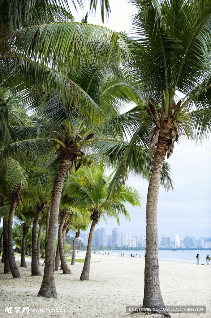 海滨椰林沙滩美丽景致