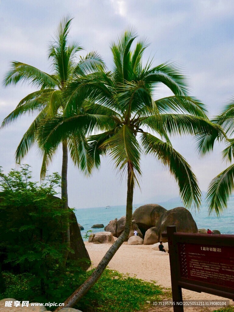 热带沙滩边的棕榈树美景
