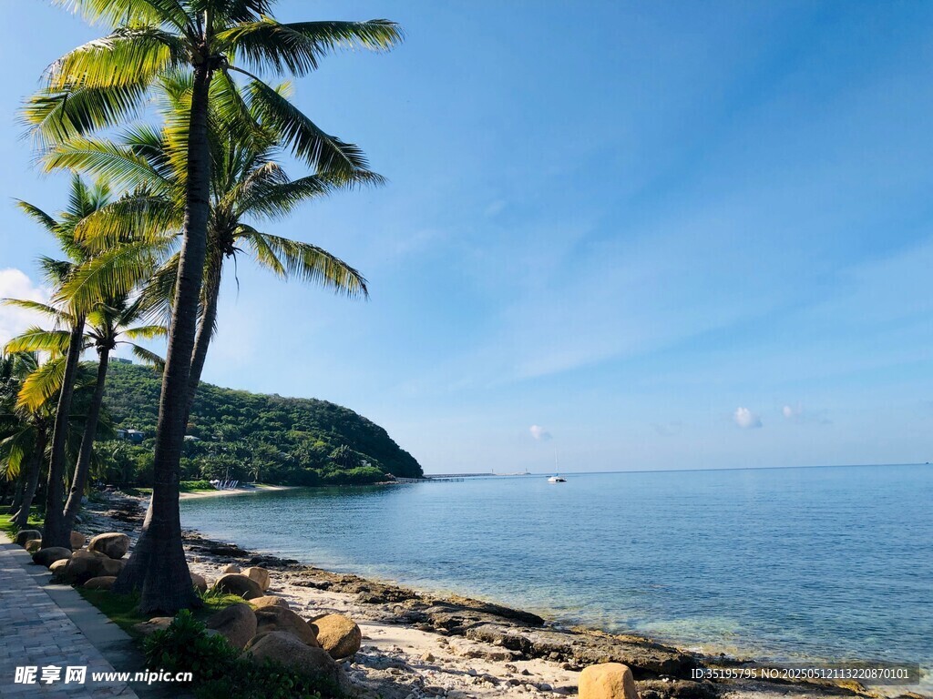 海滨椰树美景