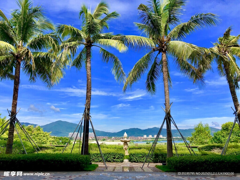 热带椰林美景