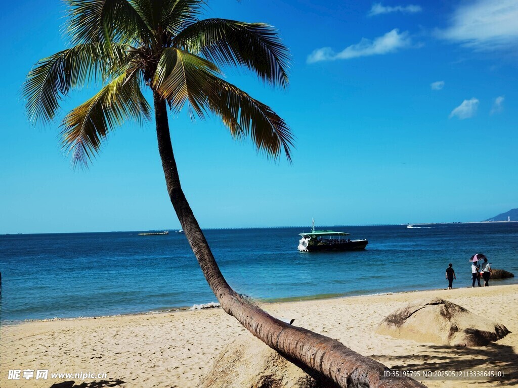 海边倾斜的椰子树美景