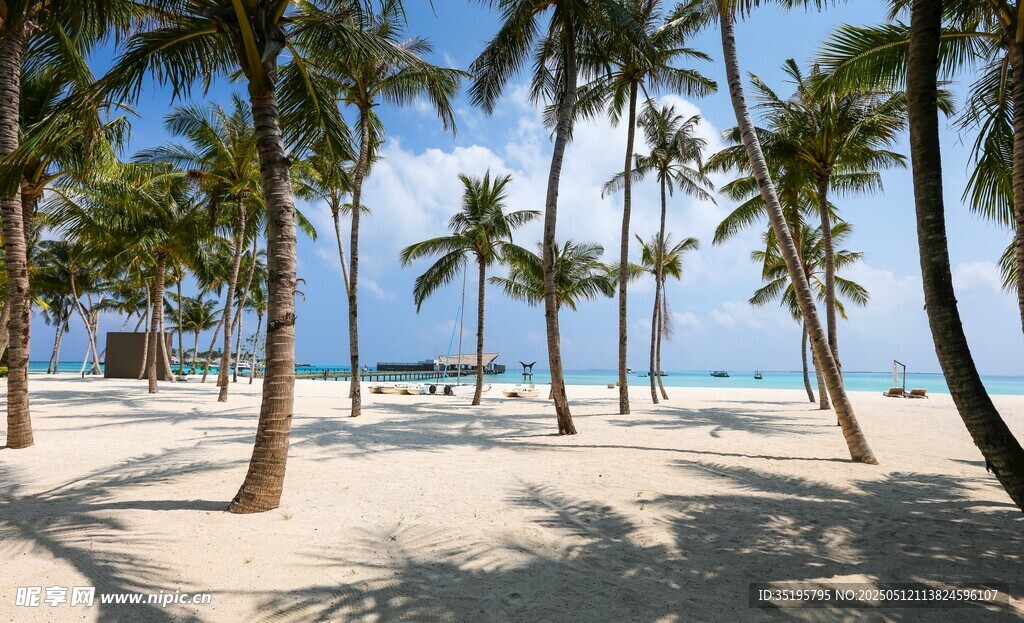 热带海滩椰林美景