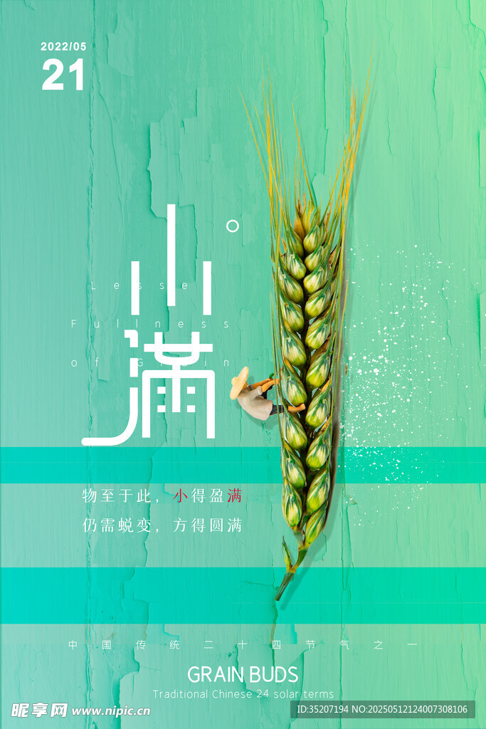 小满时节麦穗插画