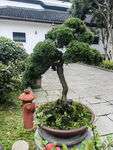 盆景