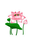粉色荷花插画