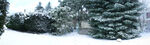 冬日雪景中的葱郁松树