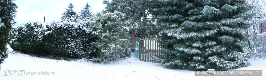 冬日雪景中的葱郁松树
