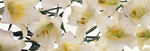 洁白玉兰花绽放枝头