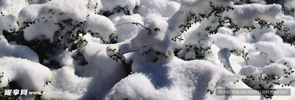雪覆植物景象