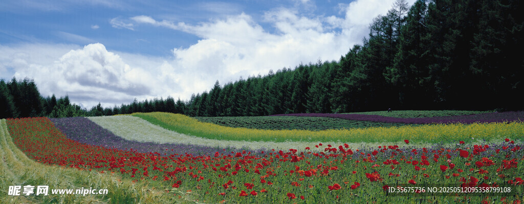 田园花海中的蜿蜒公路