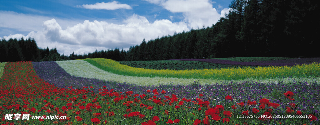 多彩花田美景