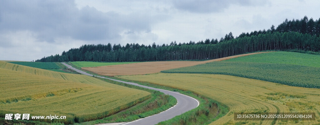 蜿蜒公路穿行金黄田野
