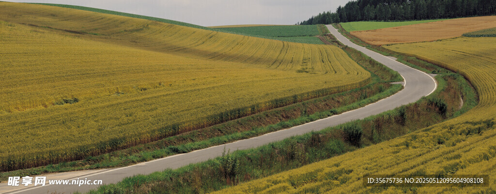 蜿蜒公路穿行金黄田野