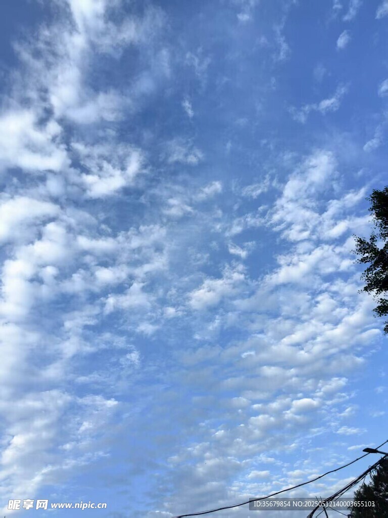 蓝天白云下的树梢美景