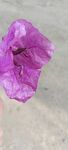 紫色绽放牵牛花