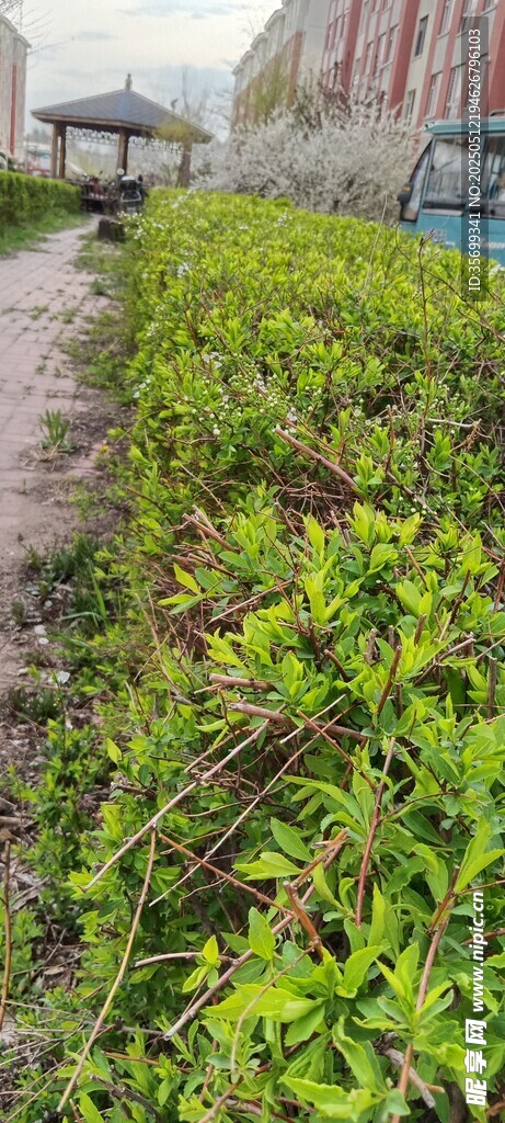 小径旁的繁茂绿植