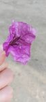 手托紫色喇叭状花朵
