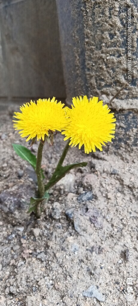 石缝中绽放的黄色小花