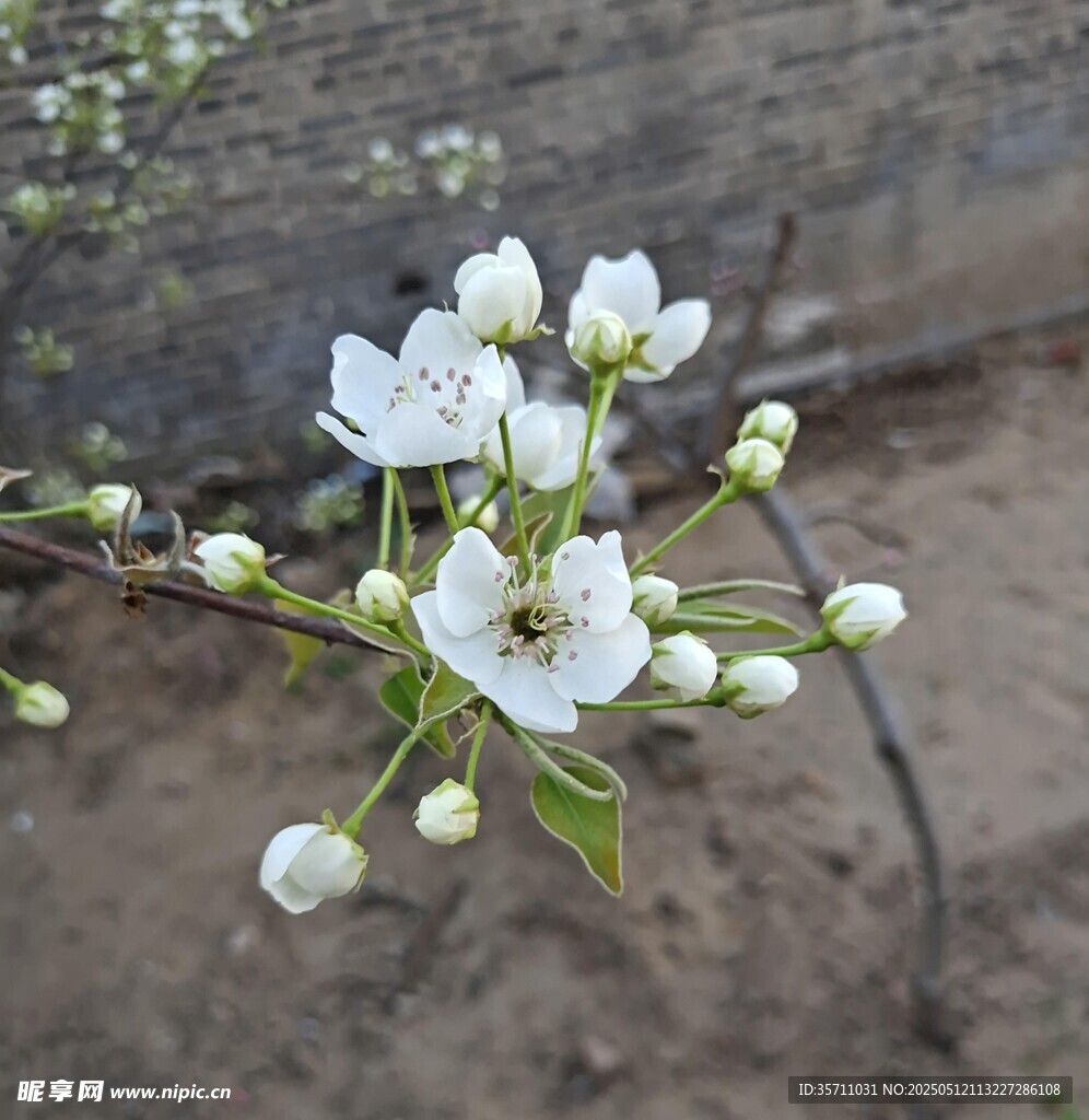梨花