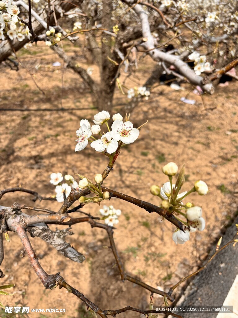 梨花