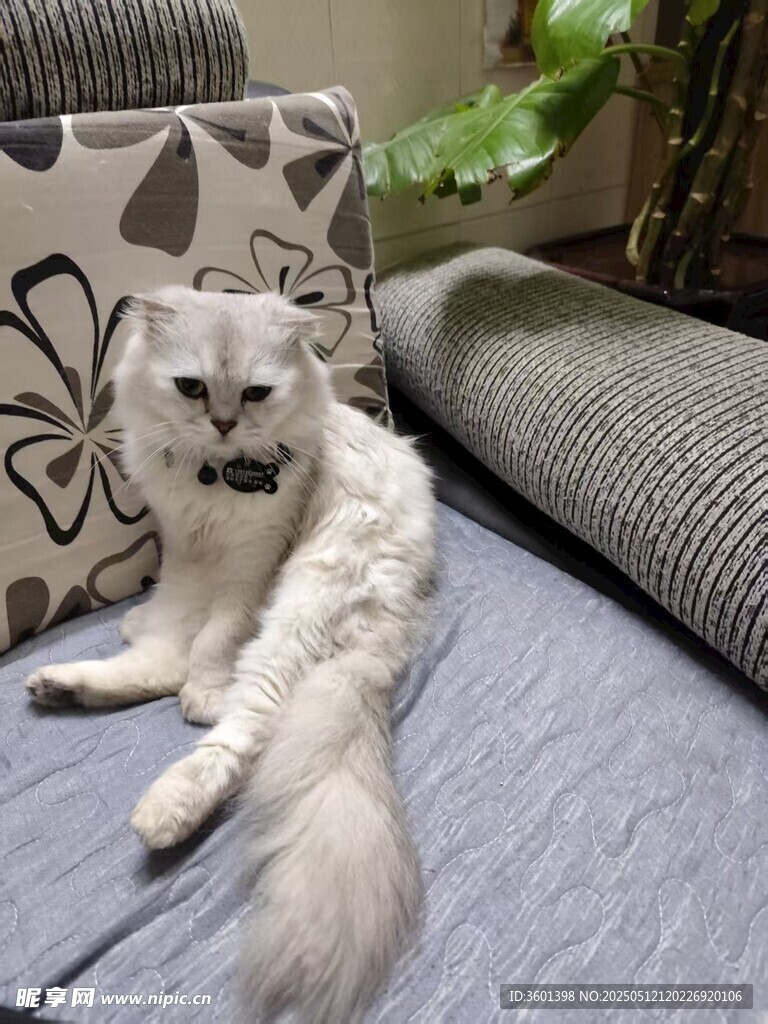 慵懒白猫惬意躺沙发
