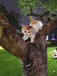 树上萌猫