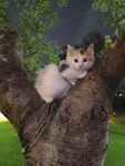树上可爱小猫惬意趴卧