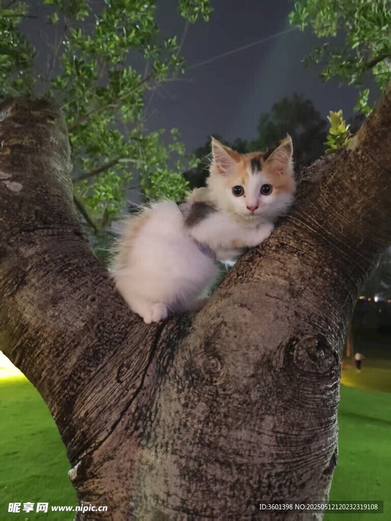树上可爱小猫惬意趴卧