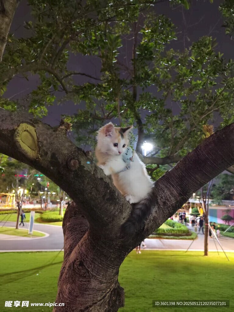 夜晚树上的可爱猫咪