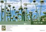洋葱花种植农业种植宣传册