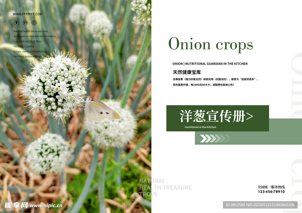 洋葱花画册内页