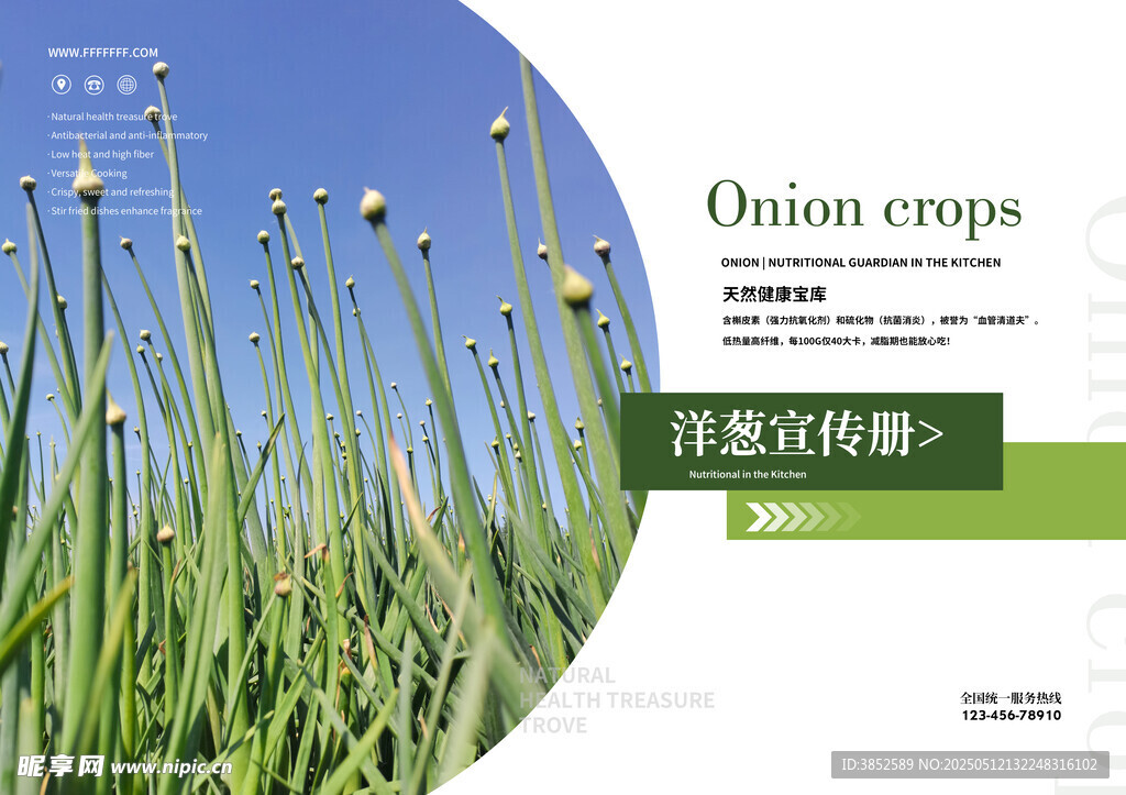 洋葱花苞仰视摄影
