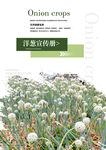 洋葱种植宣传海报