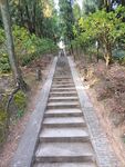 林间石阶小道