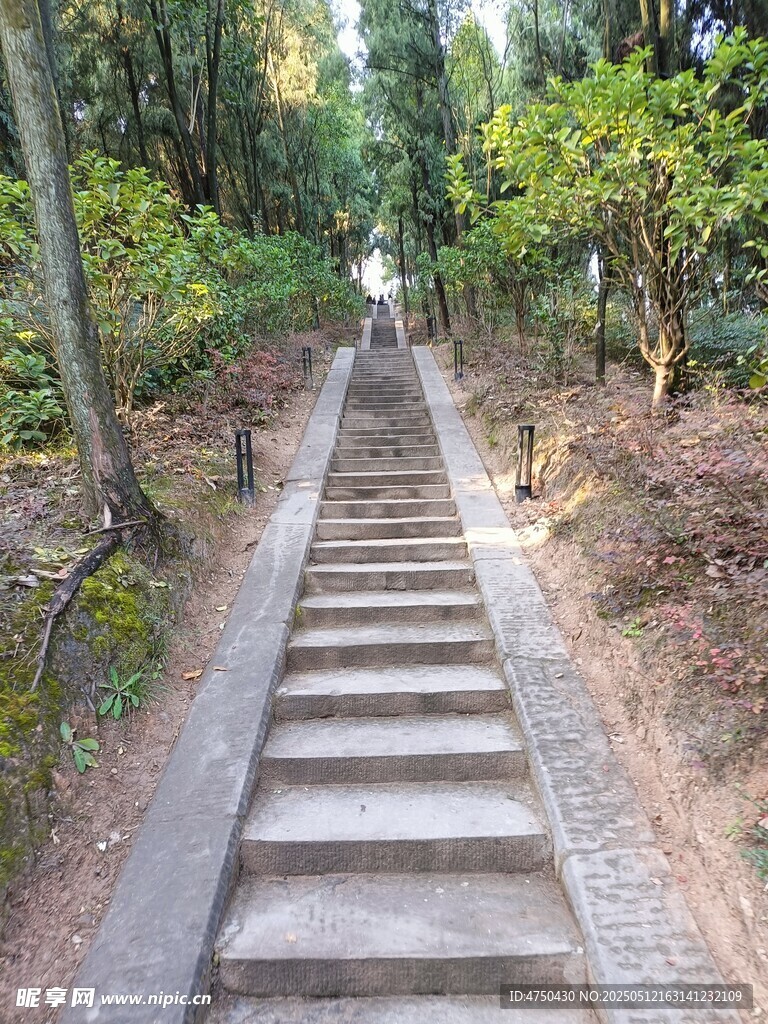 林间石阶小道