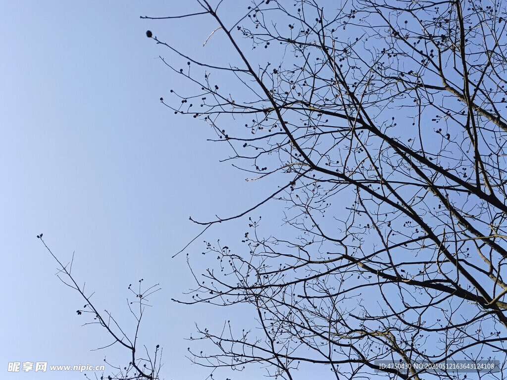 蓝天与树
