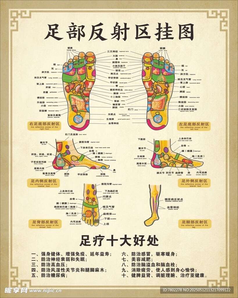 足部反射图