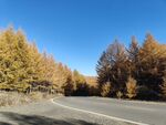 秋日林间蜿蜒公路美景