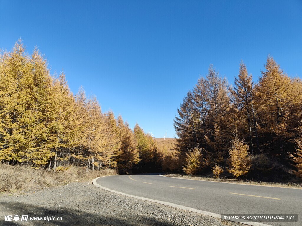 秋日林间蜿蜒公路美景