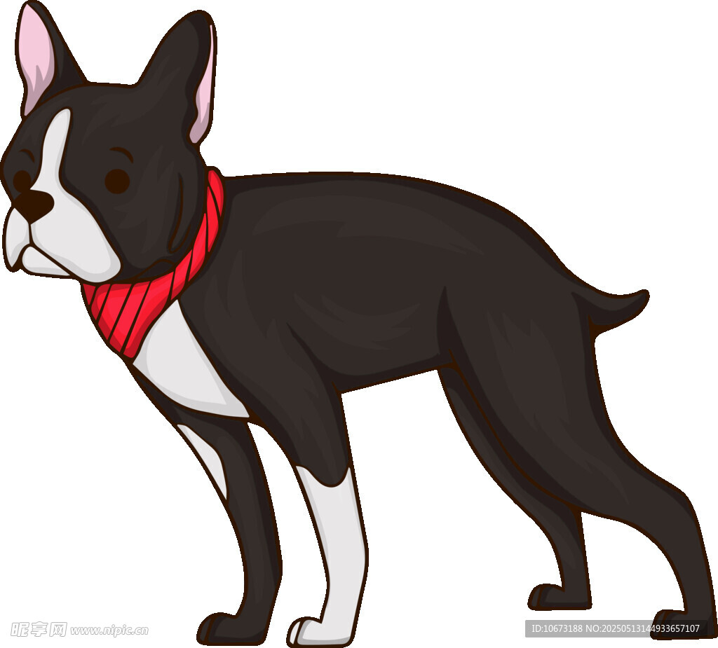 站立的戴红围巾波士顿梗犬